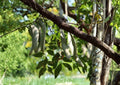 Gleditsia sinensis Seeds – Chinese Honeylocust, Soap Bean Tree, Ornamental & Medicinal, Hardy Deciduous Tree, 10 Seeds