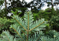 European Silver Fir Tree Seeds – Abies Alba, Cold Hardy Evergreen Conifer, Pyramidal Shape, Glossy Dark Green Needles, Reforestation