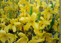 Forsythia suspensa Seeds – Golden Bell Weeping Forsythia, Early Spring Yellow Flowering Ornamental Shrub, Fast Growing Garden Plant