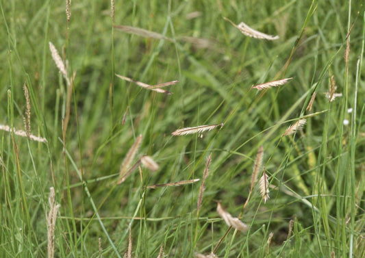 Blue Grama Grass Seeds - Drought Tolerant Ornamental Prairie Grass - Bouteloua gracilis Native Landscaping Seeds