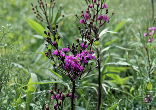 Giant Ironweed Seeds – Vernonia gigantea, Purple Native Wildflower, Perennial, 100 Seeds