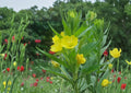 Oenothera biennis Evening Primrose Seeds – 100 Yellow Night Blooming Wildflower, Hardy Biennial Pollinator Plant