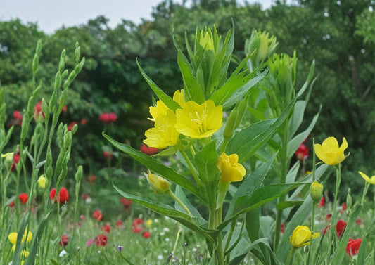 Oenothera biennis Evening Primrose Seeds – 100 Yellow Night Blooming Wildflower, Hardy Biennial Pollinator Plant