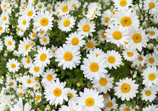 Creeping Daisy Seeds – 100 White Flower Groundcover Pack – Chrysanthemum paludosum for Borders, Containers & Gardens