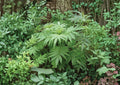 Huacatay Seeds - Black Mint, Peruvian Culinary Herb, Aromatic Foliage, Pollinator Friendly, 100 Seeds