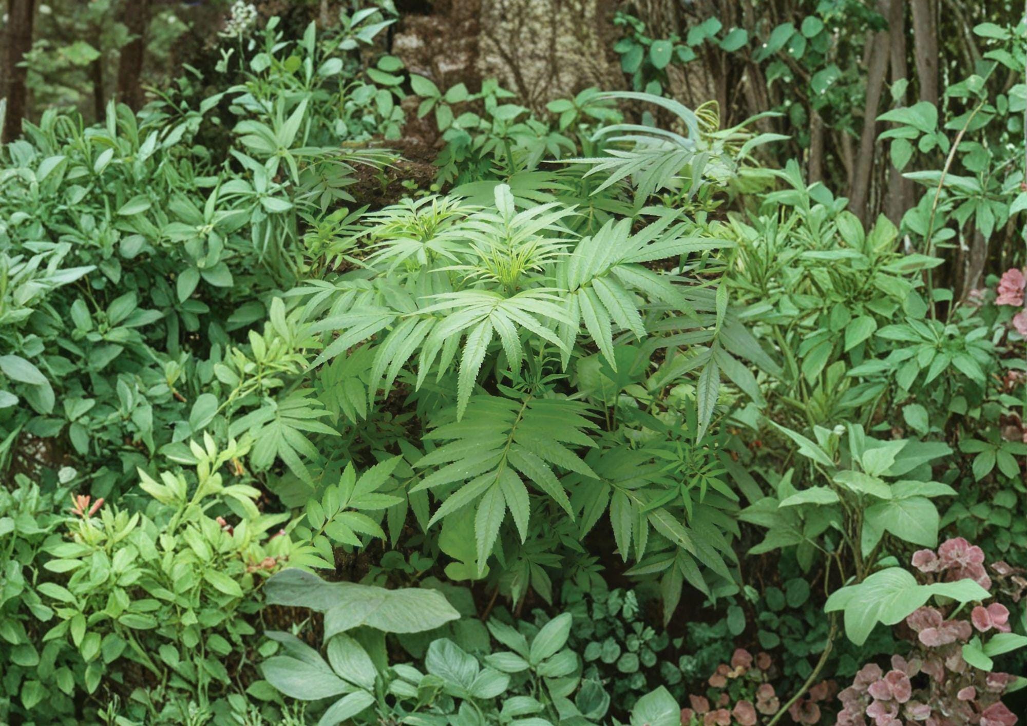 Huacatay Seeds - Black Mint, Peruvian Culinary Herb, Aromatic Foliage, Pollinator Friendly, 100 Seeds