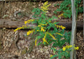Solidago ulmifolia Elmleaf Goldenrod Seeds, Native Perennial, Late Season Yellow Pollinator Wildflower, 100 Seeds