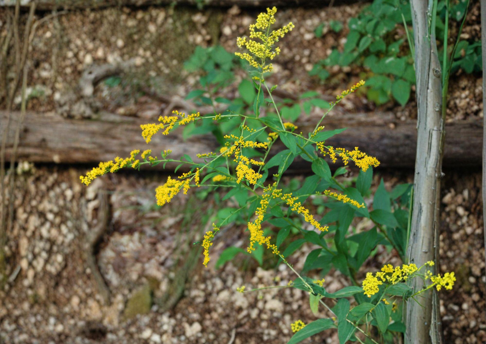 Solidago ulmifolia Elmleaf Goldenrod Seeds, Native Perennial, Late Season Yellow Pollinator Wildflower, 100 Seeds