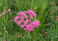 Catchfly Seeds – Bright Pink Silene armeria Flower Seeds for Cottage Gardens, Borders & Wildflower Plantings