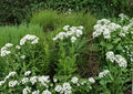 Parthenium integrifolium Wild Quinine Seeds – Native Prairie Perennial with White Button Flowers, Pollinator Plant, Drought Tolerant