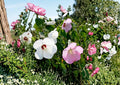 Swamp Rose Mallow Seeds – 30 Native Hibiscus moscheutos Pink & White Flower Seeds for Wetlands & Rain Gardens