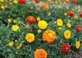 French Marigold Seeds – Petite Mixture Dwarf Flowers in Bright Colors – Tagetes patula for Borders, Containers & Gardens