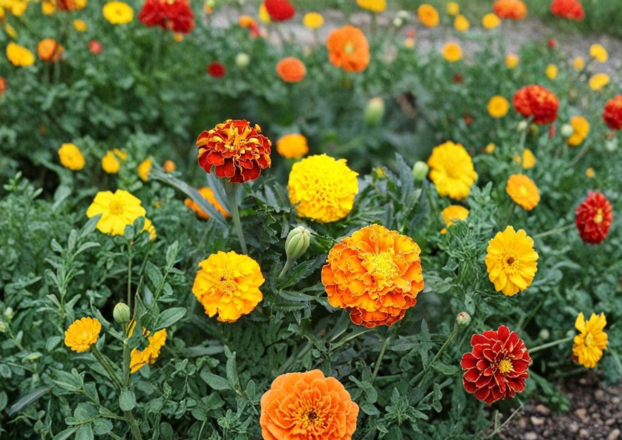 French Marigold Seeds – Petite Mixture Dwarf Flowers in Bright Colors – Tagetes patula for Borders, Containers & Gardens