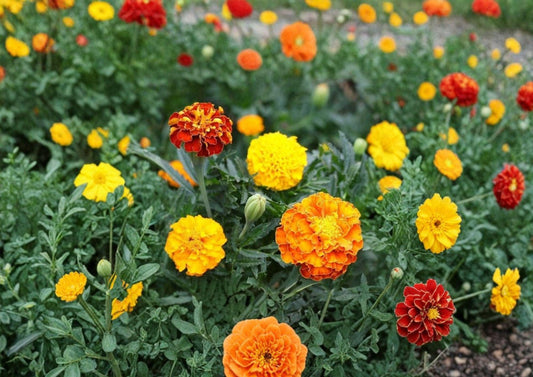French Marigold Seeds – Petite Mixture Dwarf Flowers in Bright Colors – Tagetes patula for Borders, Containers & Gardens