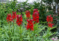 Lobelia Cardinalis Seeds – 100 Native Wildflower Seeds for Hummingbird Gardens, Bright Red Perennial Flower