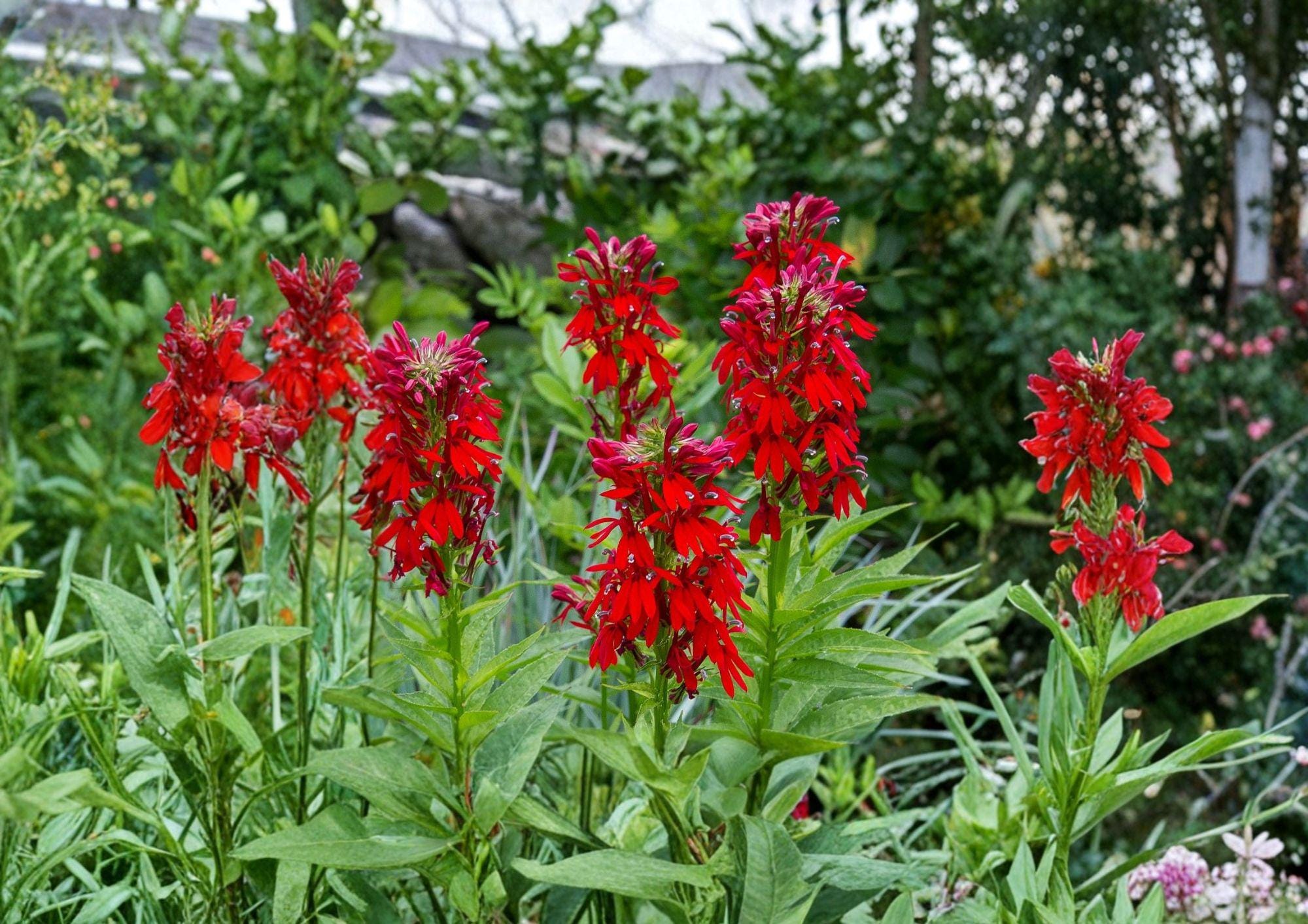Lobelia Cardinalis Seeds – 100 Native Wildflower Seeds for Hummingbird Gardens, Bright Red Perennial Flower