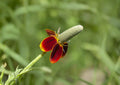 Mexican Hat Wildflower Seeds – Red and Yellow Prairie Flower – Ratibida columnifera var. pulchra – Drought Tolerant Native Plant, 250 Seeds