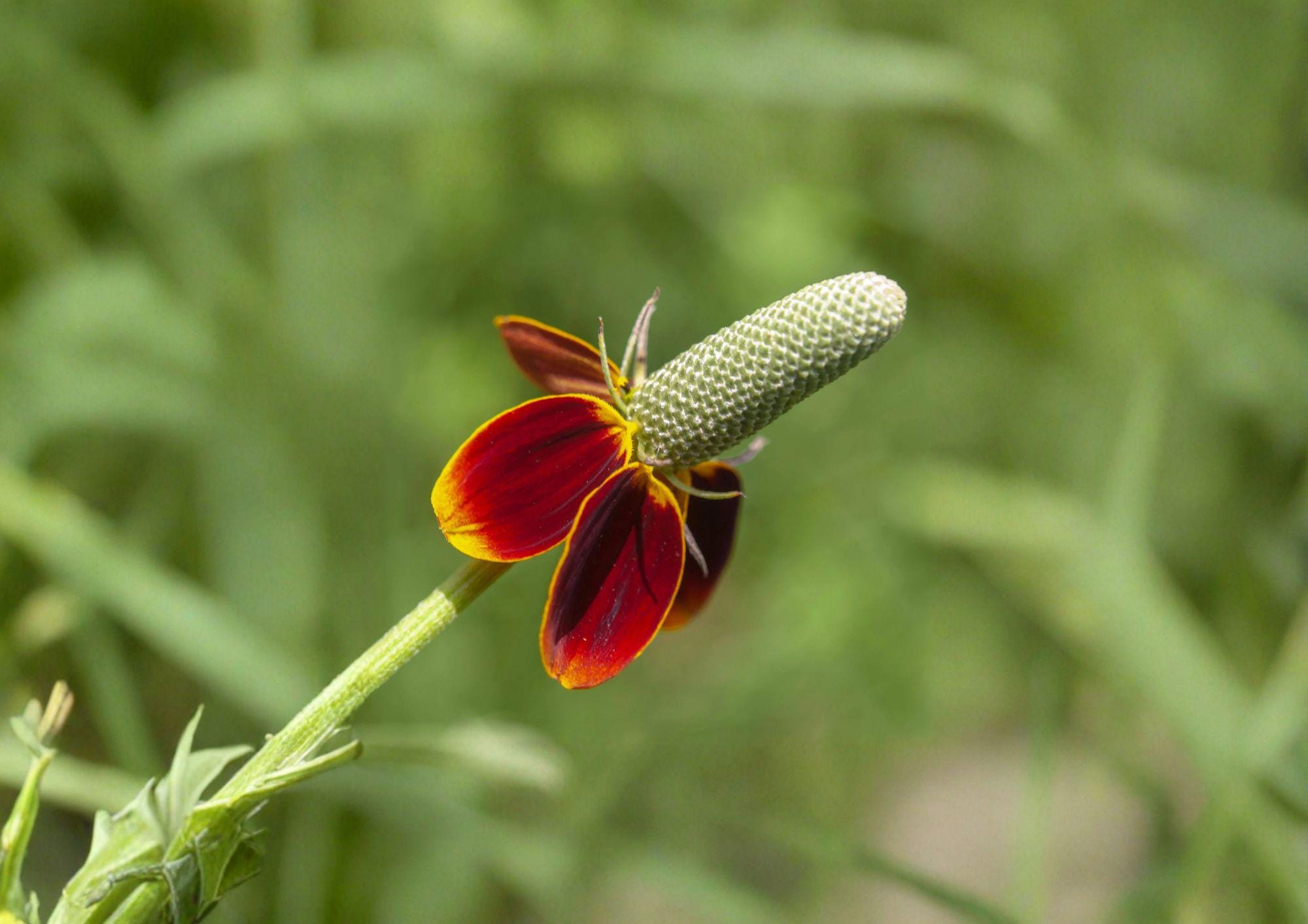 Mexican Hat Wildflower Seeds – Red and Yellow Prairie Flower – Ratibida columnifera var. pulchra – Drought Tolerant Native Plant, 250 Seeds