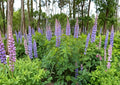 Lupine Seeds – Tall Mixed Color Perennial Flower Seeds for Borders & Gardens | Lupinus polyphyllus