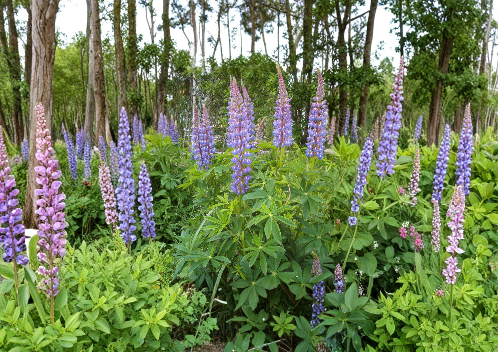 Lupine Seeds – Tall Mixed Color Perennial Flower Seeds for Borders & Gardens | Lupinus polyphyllus