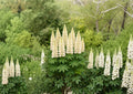 Russell White Lupine Seeds – Perennial Flower Seeds for Borders, Cottage Gardens, Pollinator Friendly, Lupinus polyphyllus