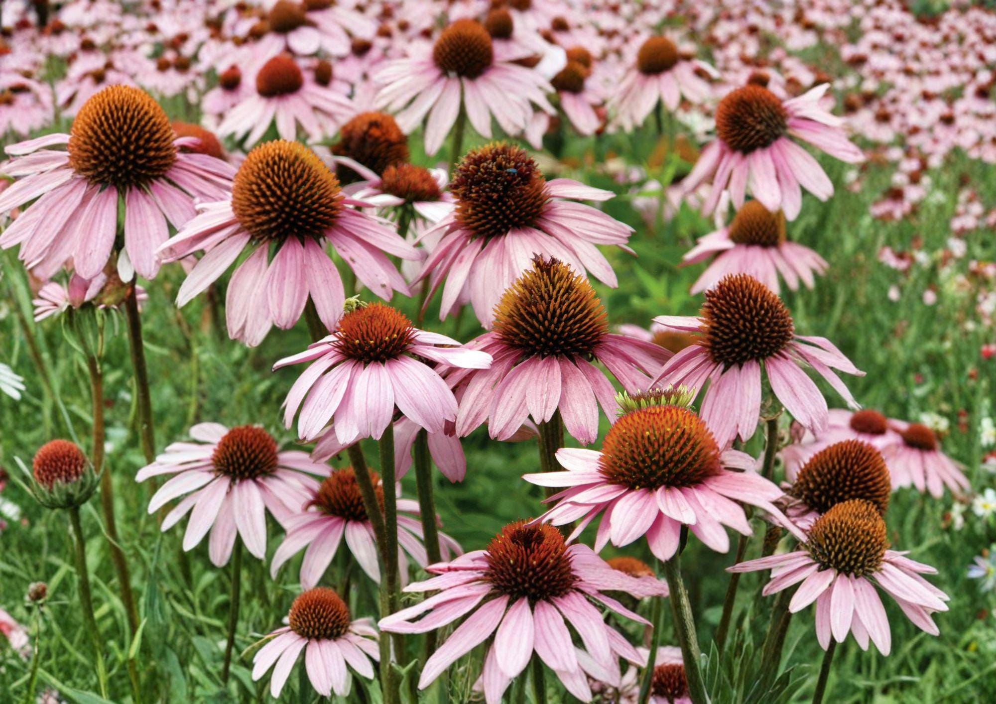 Purple Coneflower Seeds – 100 Native Perennial Flower Seeds for Garden, Echinacea purpurea, Bee & Butterfly Friendly