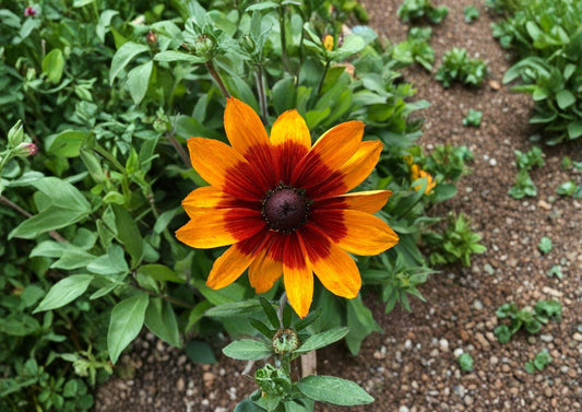 Gloriosa Daisy Seeds – Bright Yellow Coneflower, Pollinator Friendly, Rudbeckia hirta, Wildflower & Garden Border Plant, 250 Seeds