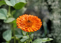Pacific Beauty Orange Calendula Seeds – Heirloom Pot Marigold Flower Seeds for Gardens & Containers – Calendula officinalis