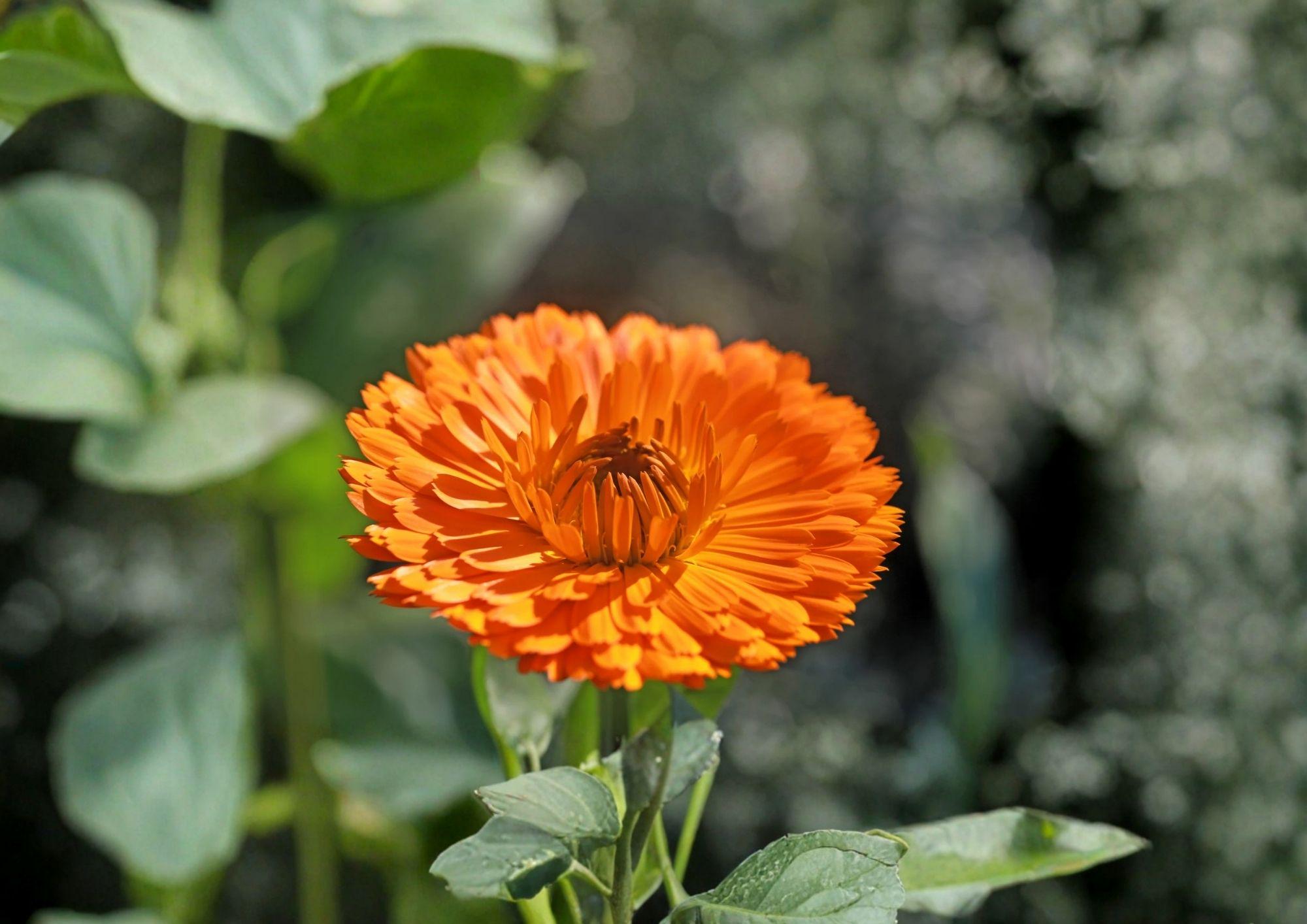 Pacific Beauty Orange Calendula Seeds – Heirloom Pot Marigold Flower Seeds for Gardens & Containers – Calendula officinalis