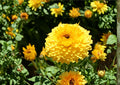 Calendula Pacific Beauty Seeds – Dark Yellow Pot Marigold Flowers, 100 Pack, Bright Golden Blooms, Easy to Grow, Attracts Pollinators
