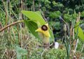 Wooly Dutchman's Pipevine Seeds - Aristolochia tomentosa, Native Climbing Vine for Gardens & Butterfly Habitat