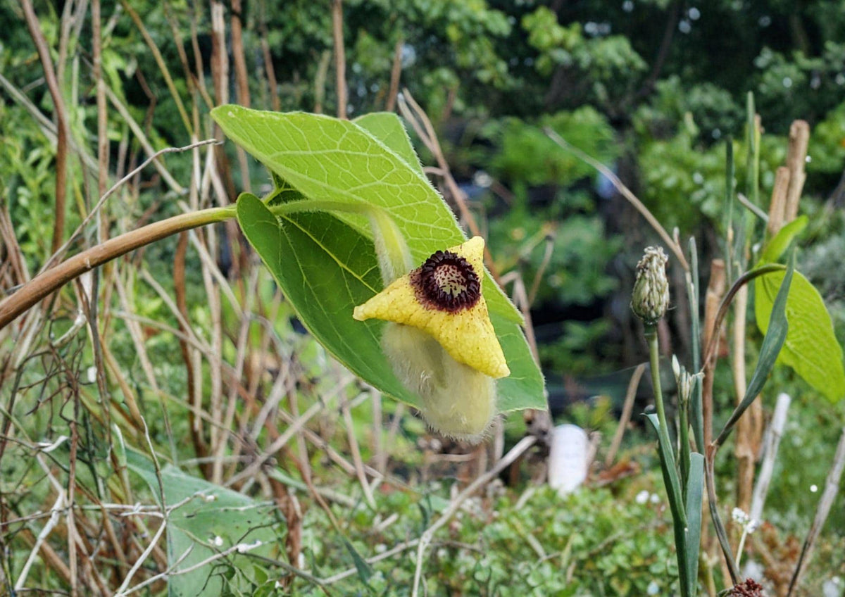 Wooly Dutchman's Pipevine Seeds - Aristolochia tomentosa, Native Climbing Vine for Gardens & Butterfly Habitat
