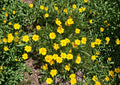 Dwarf Coreopsis Flower Seeds – Bright Yellow Perennial Blooms for Gardens – Coreopsis lanceolata