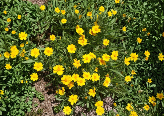 Dwarf Coreopsis Flower Seeds – Bright Yellow Perennial Blooms for Gardens – Coreopsis lanceolata