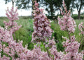 Littleleaf Lilac Flower Seeds – Pink Purple Fragrant Spring Shrub Syringa microphylla for Garden Borders and Landscaping