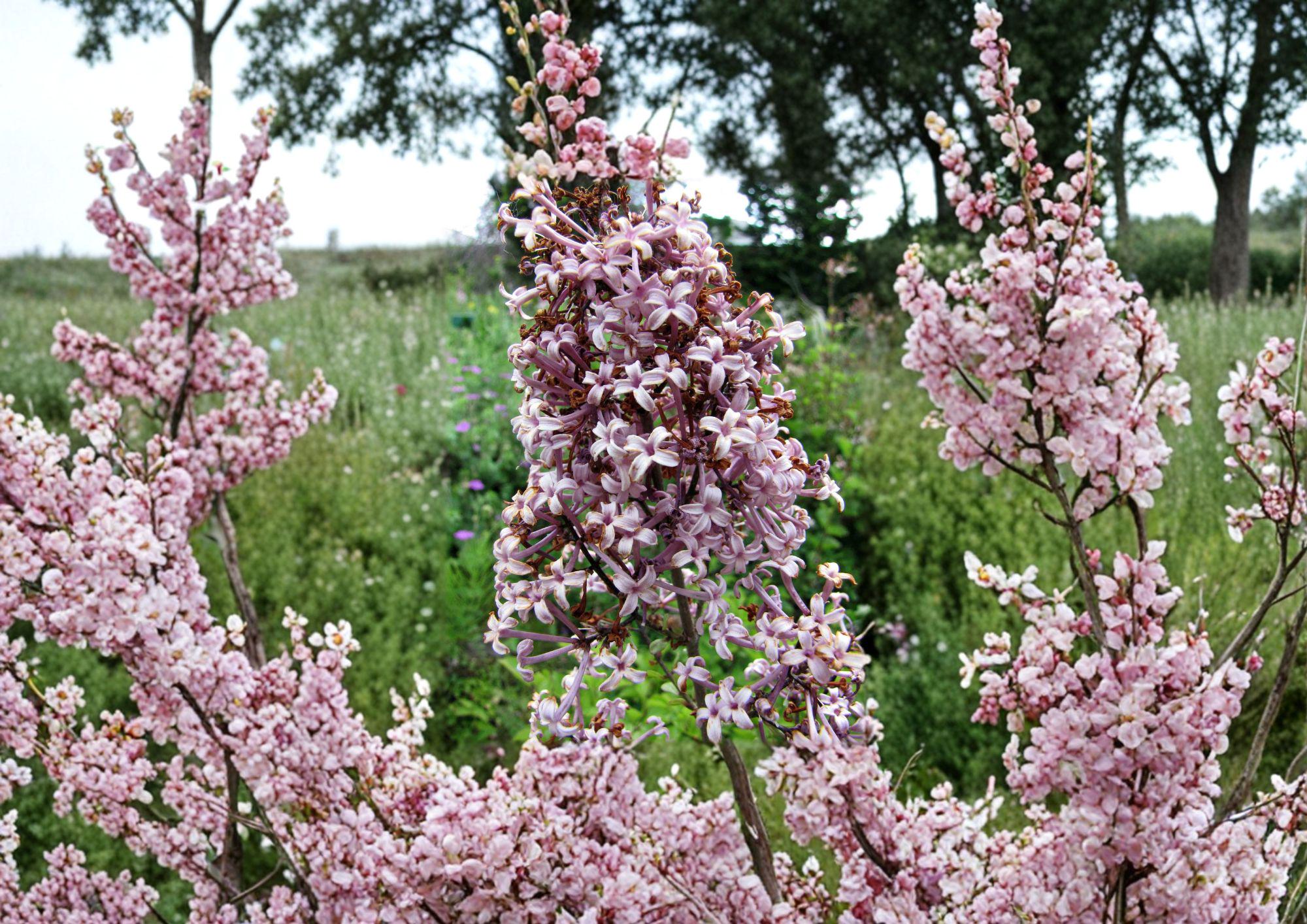 Littleleaf Lilac Flower Seeds – Pink Purple Fragrant Spring Shrub Syringa microphylla for Garden Borders and Landscaping