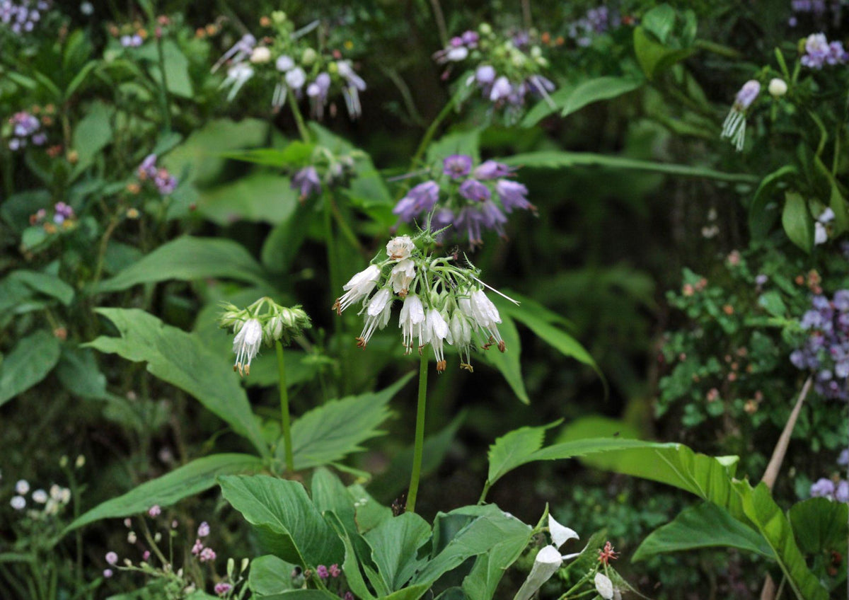 Virginia Waterleaf Seeds – Native Pollinator-Friendly Wildflower, Hydrophyllum virginianum, Shade-Loving Perennial for Woodland Gardens