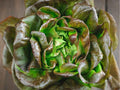 Bronze Mignonette Lettuce Seeds – Heirloom Non-GMO Butterhead, Red Green Leaves, Compact, Salad Greens, Lactuca sativa