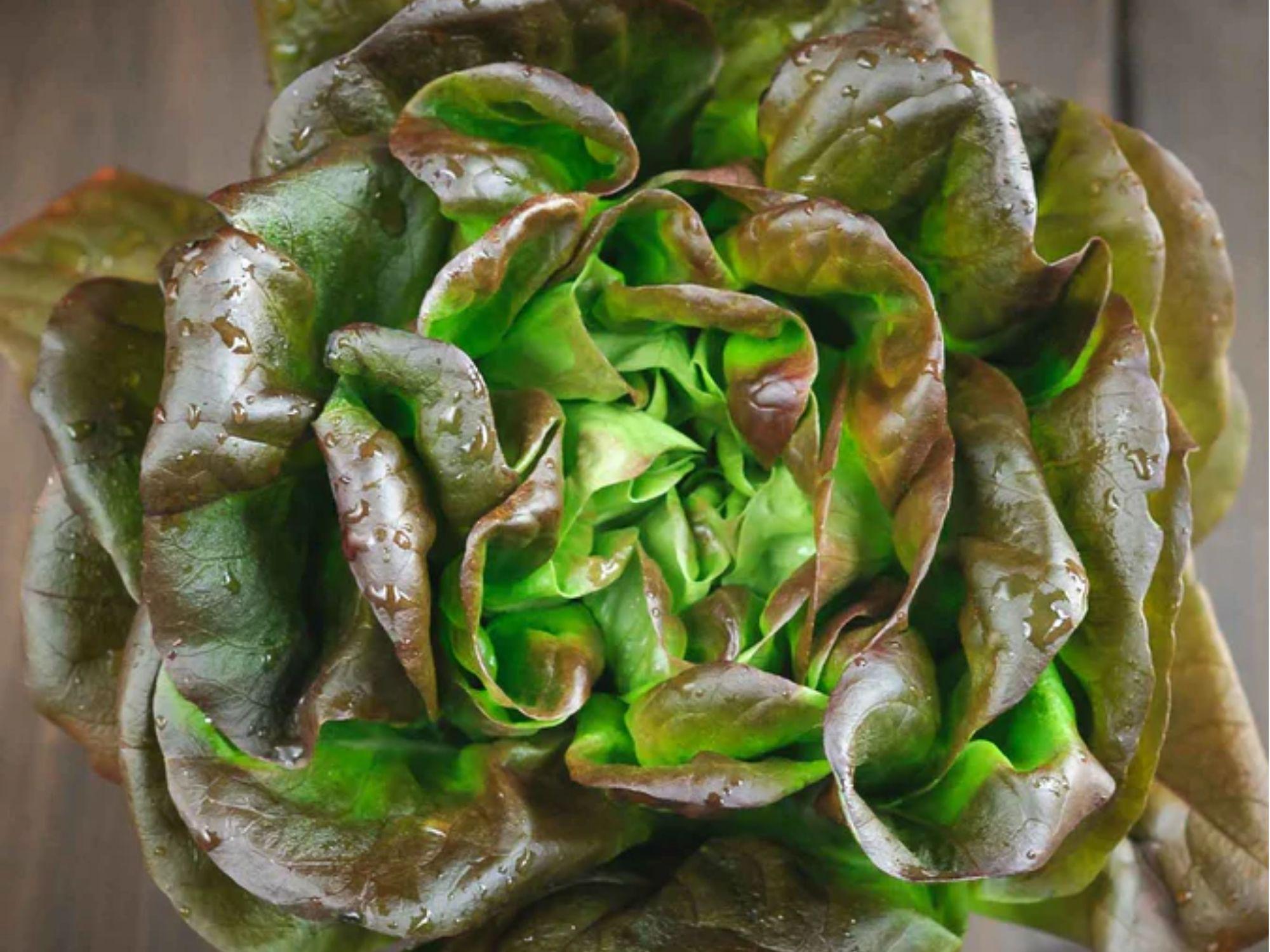 Bronze Mignonette Lettuce Seeds – Heirloom Non-GMO Butterhead, Red Green Leaves, Compact, Salad Greens, Lactuca sativa