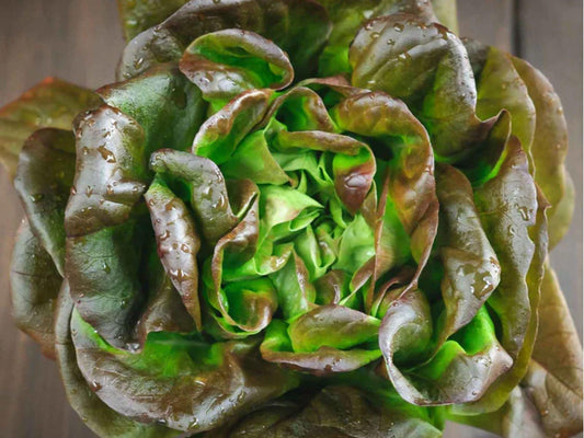 Bronze Mignonette Lettuce Seeds – Heirloom Non-GMO Butterhead, Red Green Leaves, Compact, Salad Greens, Lactuca sativa