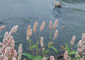 Pinkweed Seeds, Native Wildflower, Pollinator-Friendly, Persicaria pensylvanica, Pink Smartweed, Wildlife Attracting Plant