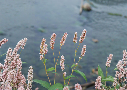 Pinkweed Seeds, Native Wildflower, Pollinator-Friendly, Persicaria pensylvanica, Pink Smartweed, Wildlife Attracting Plant