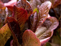 Red Romaine Lettuce Seeds – Heirloom Non-GMO Upright Salad Greens Lactuca sativa