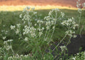 Sweet Everlasting Wildflower Seeds, 500 Native Pseudognaphalium obtusifolium for Dried Flowers & Pollinator Gardens