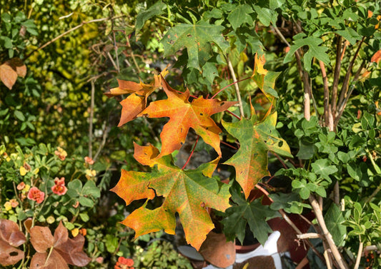 Acer Mono Painted Maple Tree Seeds – Autumn Foliage, Bonsai Growing, Ornamental Deciduous Tree, 10 Seeds