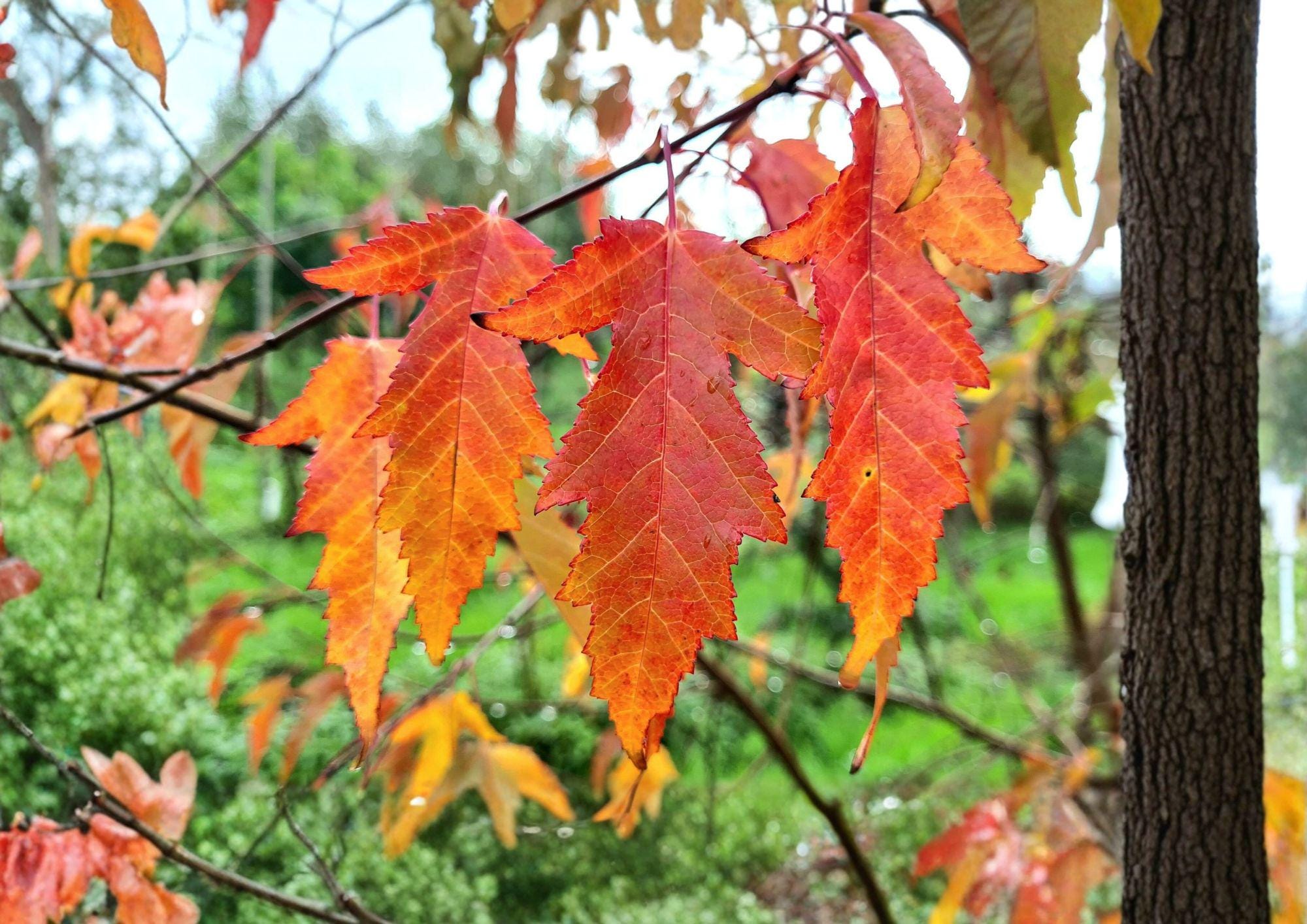 Amur Maple Tree Seeds – Acer ginnala, Fiery Red Autumn Foliage, Bonsai Cultivation, Ornamental Tree, Cold-Hardy, Landscape Plant