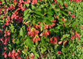 Tatarian Maple Tree Seeds – Acer tataricum, Ornamental Red Samaras & Autumn Foliage, Hardy Landscape Seeds