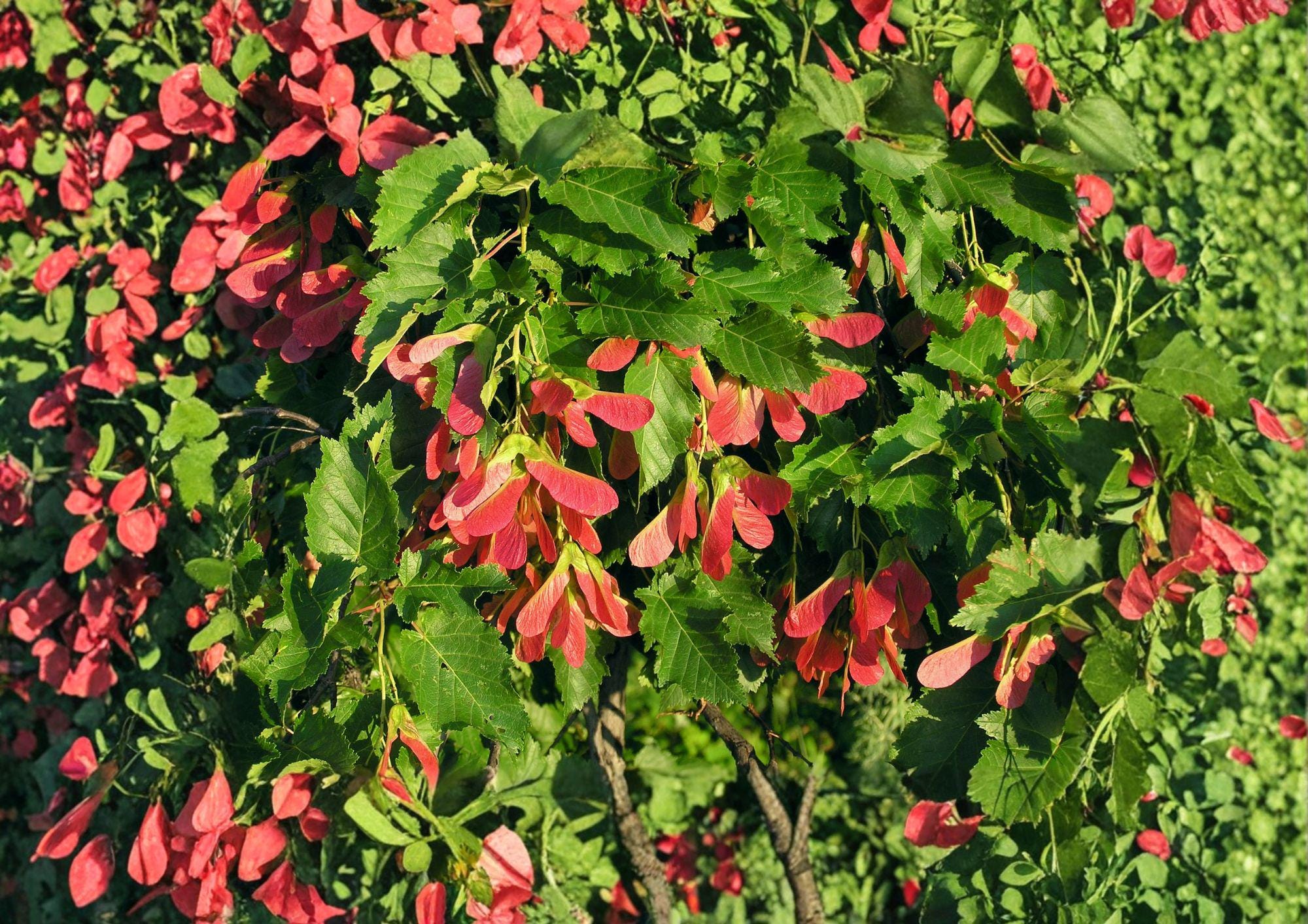 Tatarian Maple Tree Seeds – Acer tataricum, Ornamental Red Samaras & Autumn Foliage, Hardy Landscape Seeds