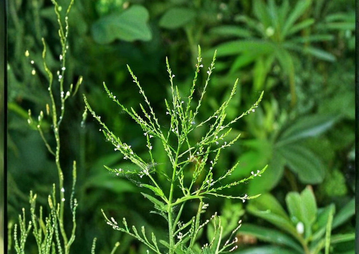 White Vervain Seeds – Native Pollinator-Friendly Wildflower, Verbena urticifolia, Perennial for Shade Gardens & Meadows