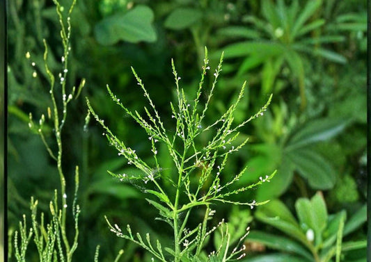 White Vervain Seeds – Native Pollinator-Friendly Wildflower, Verbena urticifolia, Perennial for Shade Gardens & Meadows